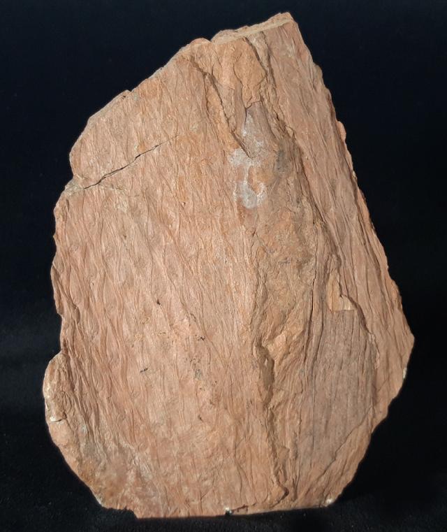 Sigillaria sp. BRONGNIART 1822 - Bild &copy; FossNet FossilienStore